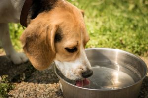l'acqua con il cloro fa bene ai cani